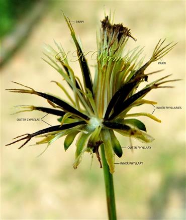  Infructescence
